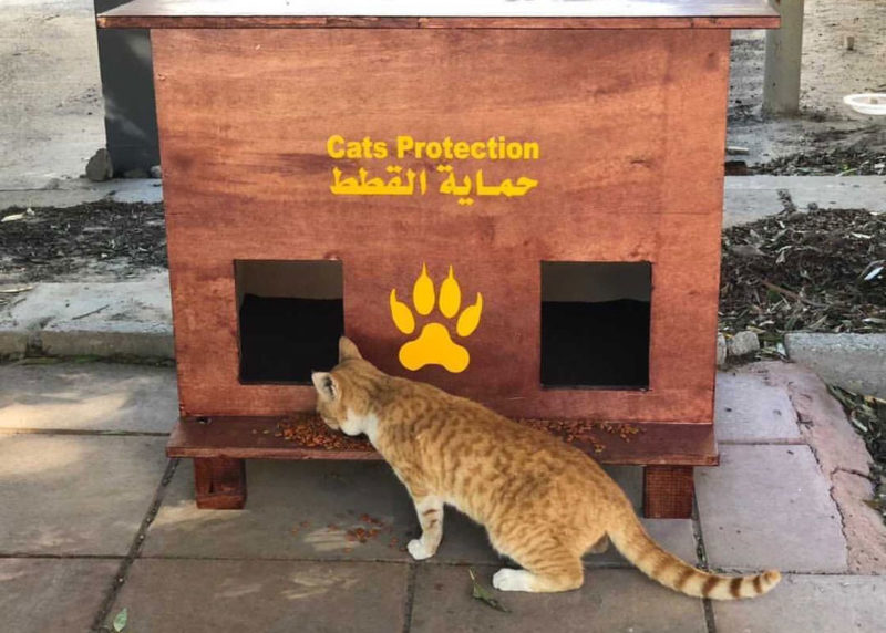 Buy a Cats Shelter 248AM