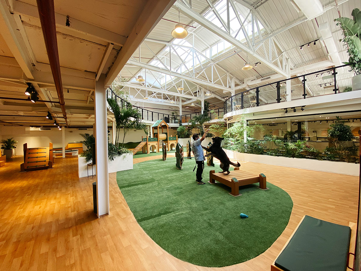 Is There Such A Thing As An Indoor Dog Park