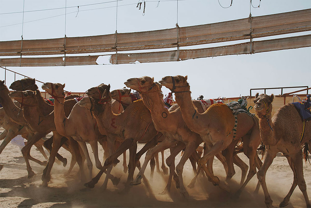 kuwait camel tour