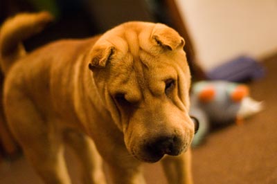 Shar Pei